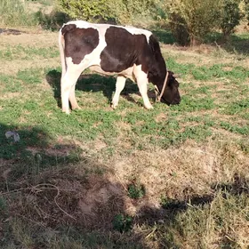 bogaz gulajyn