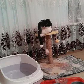 satlyk pişik
