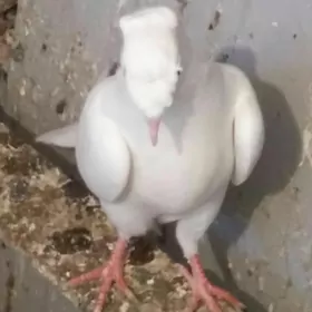 kepderi