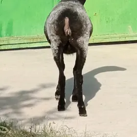 BAKYLGY GOÝUNLAR.