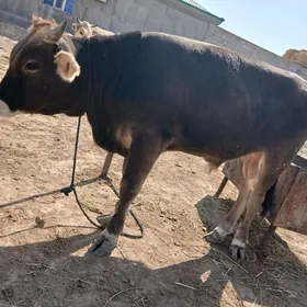 öküz