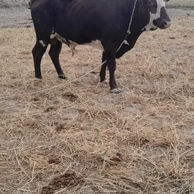 Öküz