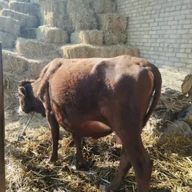 Öküz