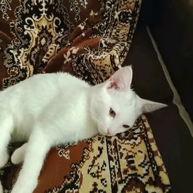 котёнок