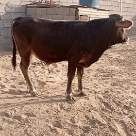 ökiz.şwes.arsa.