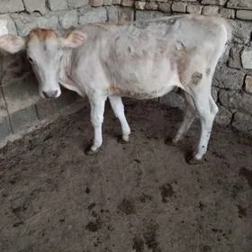 TÜWE ŞWES MAL TOHIM