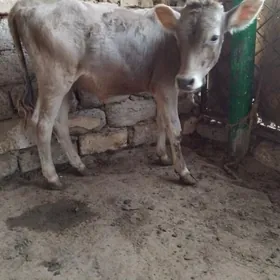OKŪZ ŞWES TOHIM MAL