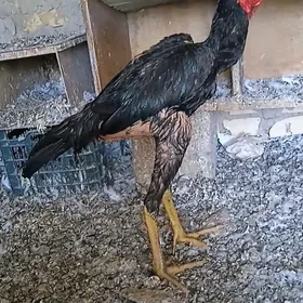 Horaz