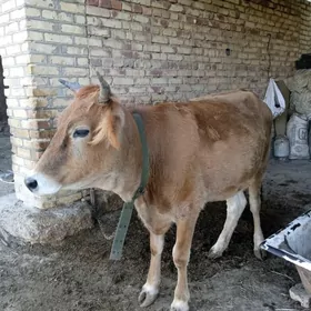 GULAJYN BAKYLAN