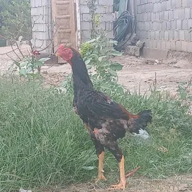 taşkent