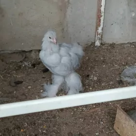 brama