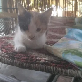 Котёнок девочка