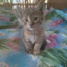 котёнок девочка