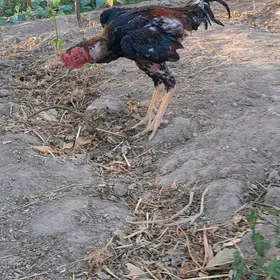 horoz