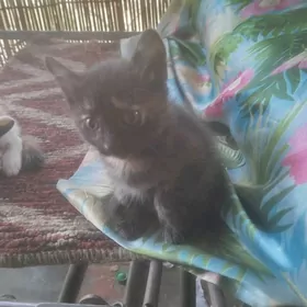 Котенок