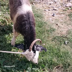 gysyr,doğ geçiler