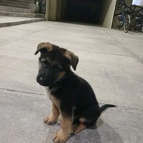 Owçarka Gűjik.