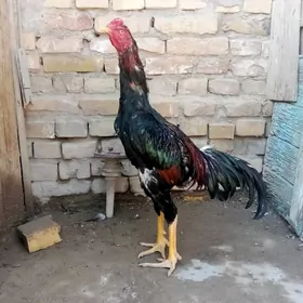Horaz