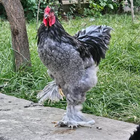 Brama Blue