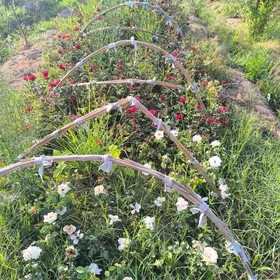 bägül  roza