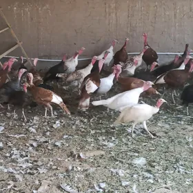 İnduk horaz mäki