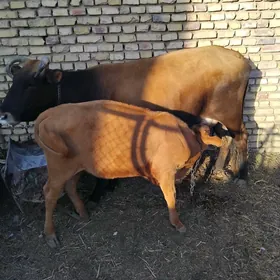Göleli sygyr