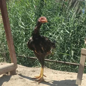 baysow