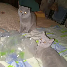 Шотландский мальчик