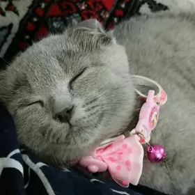 кошка koshka pishik