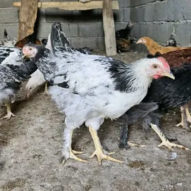 balgar towuk juje