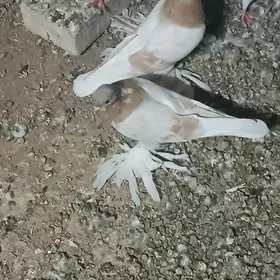 kepderi