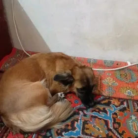 Дворняжка девочка