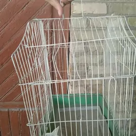 клетка