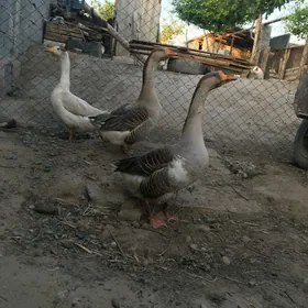 Guslar