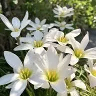 Зефирантес-Zefirantes