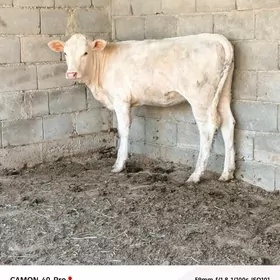 Tüwe