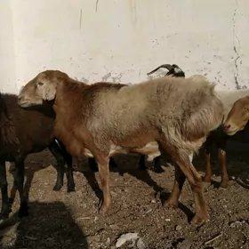 gisar goch