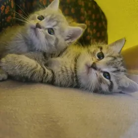 котята