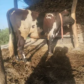 Ala yerli okuzAla yeri Okuz