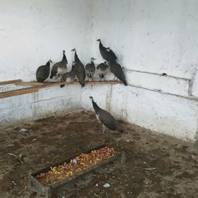 tawus