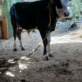 mal okuzce