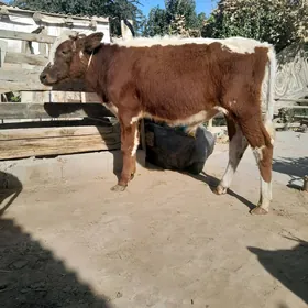Öküz