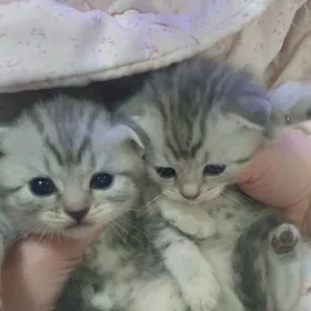 Шотландские котята