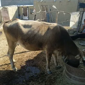 gysyr sygyr