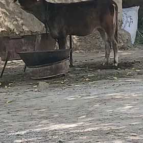 TÙWE