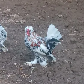 Karlik yaponçik horaz