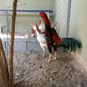 Taşkent yumurtga