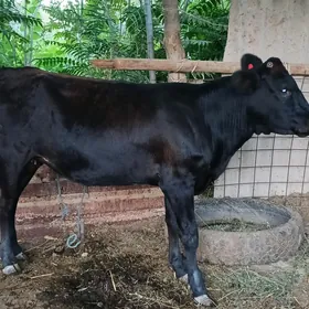 angus