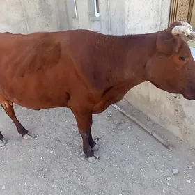 Goleli sygyr