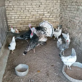 Induk turkmen towuk